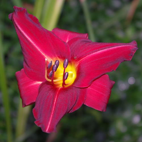 Hemerocallis Chicago Ruby